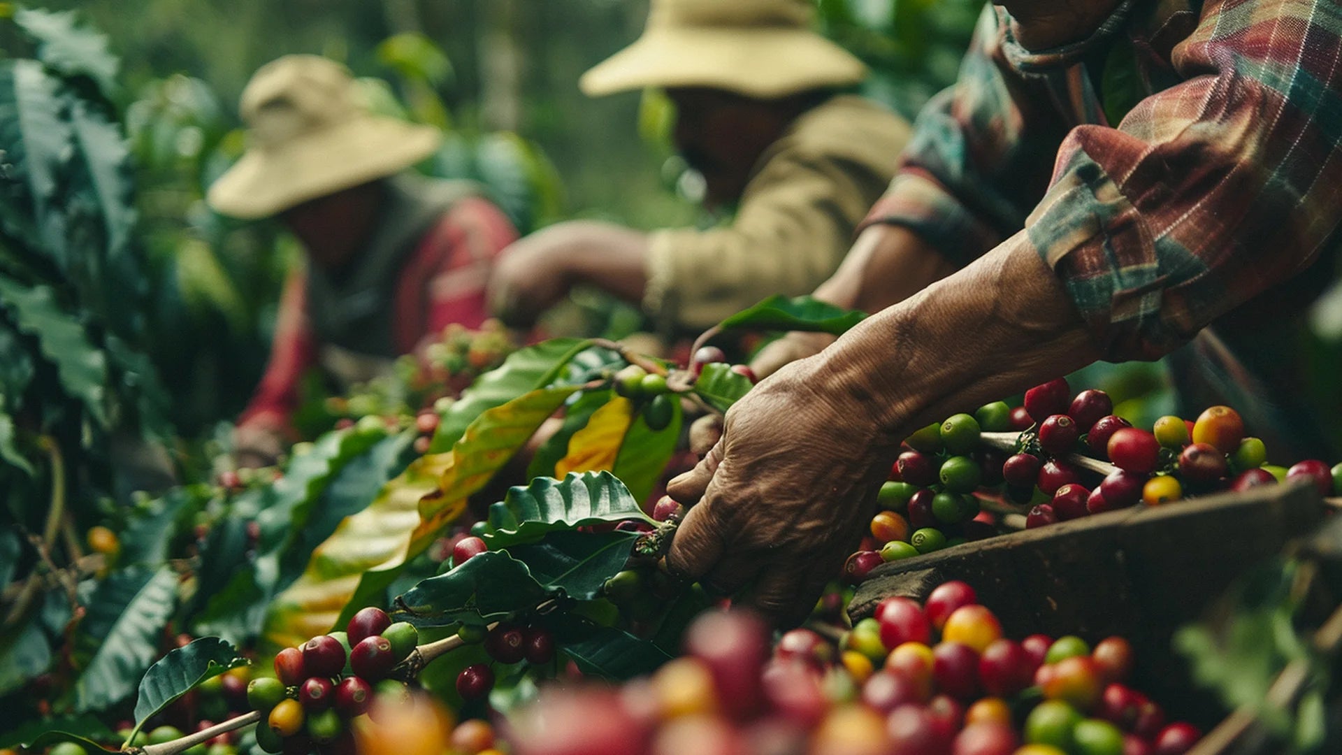 Cacao y café de origen mexicano